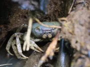 Government approves the temporary lifting of the ban on the hunting of wildlife