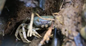 Government approves the temporary lifting of the ban on the hunting of wildlife