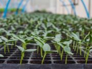 The development of a Food Security Crisis Preparedness Plan for Dominica in its final stages