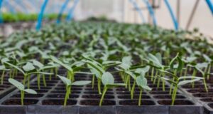 The development of a Food Security Crisis Preparedness Plan for Dominica in its final stages