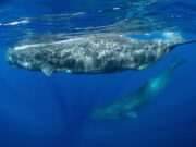 A Bill for an Act to establish a Sperm Whale Reserve in Dominica will go back to further consultation