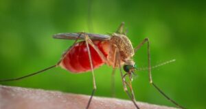 The staff at the National Laboratory better equipped in detecting and controlling Zika and other mosquito-borne diseases