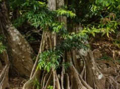 An over $190-thousand-dollar contract signed to upgrade the Indian River