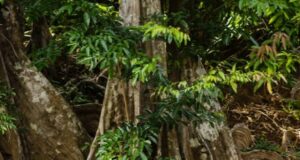 An over $190-thousand-dollar contract signed to upgrade the Indian River