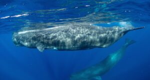 Government receives the green light to establish the world’s first ever Sperm Whale Reserve