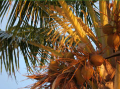 Ministry of Agriculture raises concerns over the presence of a new disease affecting coconut crops in Dominica