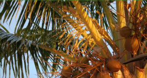 Ministry of Agriculture raises concerns over the presence of a new disease affecting coconut crops in Dominica