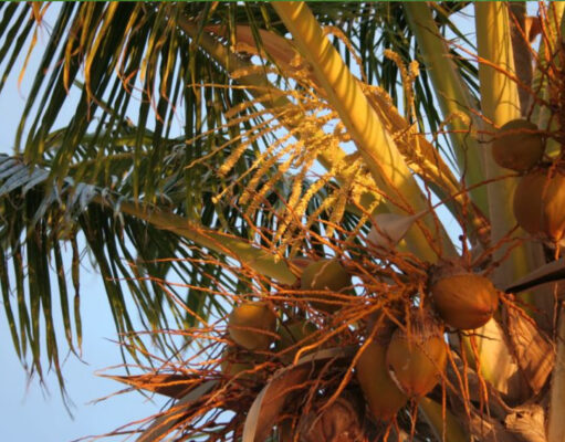 Ministry of Agriculture raises concerns over the presence of a new disease affecting coconut crops in Dominica