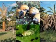 Ministry of Agriculture to implement measures to contain and eradicate the spread of the Lethal Yellowing Disease in Dominica