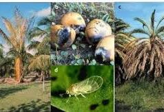 Head of the Plant Protection and Quarantine unit warns that Lethal Yellowing Disease continues to threaten the coconut sub-sector