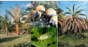 Ministry of Agriculture to implement measures to contain and eradicate the spread of the Lethal Yellowing Disease in Dominica