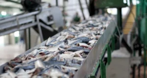 A two-million-dollar fish processing plant to be constructed for Soufriere/Scottshead